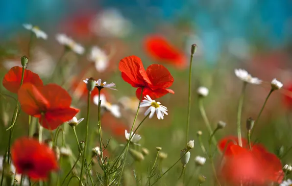 Картинка поле, цветы, красный, фон, обои, растение, мак, wallpaper