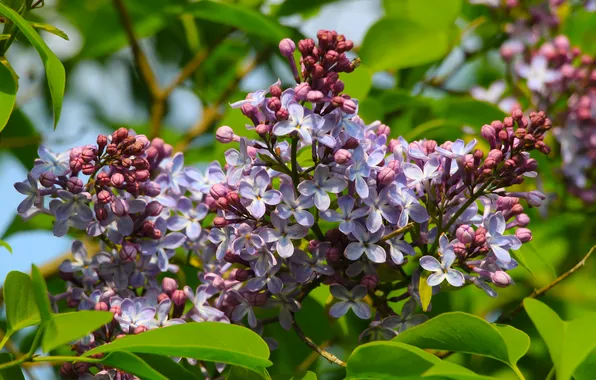 Flower, spring, lilac, twig