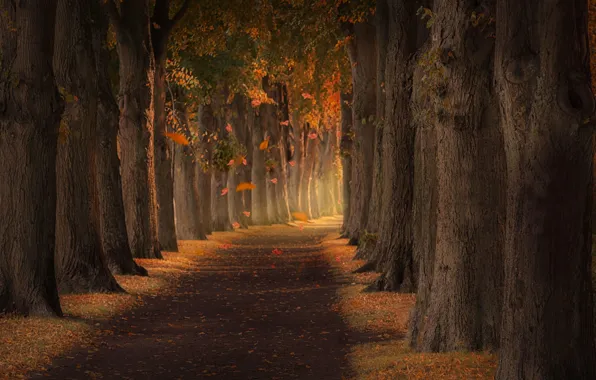 Картинка осень, листья, парк, аллея, park, autumn, leaves, alley