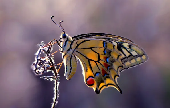 Картинка фон, бабочка, растение