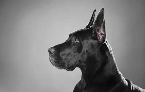 Картинка черный, собака, профиль, порода, немецкий дог