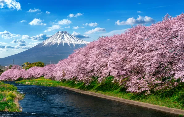 Река, весна, Япония, сакура, Japan, цветение, гора Фуджи, river