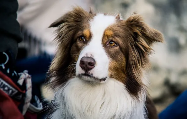 Картинка взгляд, друг, собака, Australian shepherd