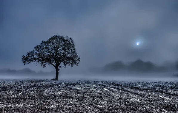 Поле, туман, дерево, утро, жнивьё