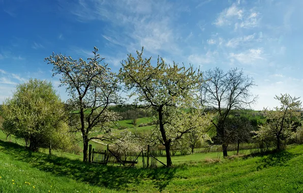 Картинка трава, деревья, весна