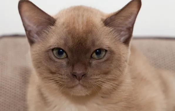 Картинка взгляд, портрет, мордочка, Бурманская кошка