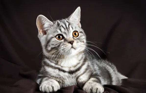 Кот, мордочка, British, Glance, Cats