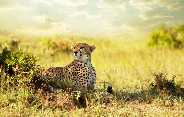 Картинка взгляд, хищник, гепард, саванна, Африка, Cheetah, savanna