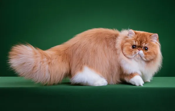 Кошка, кот, взгляд, морда, поза, пушистый, рыжий, перс