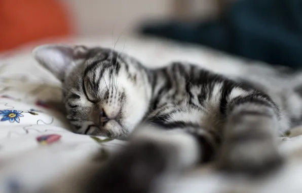 Кошка, котенок, серый, отдых, сон, полосатый, дремота