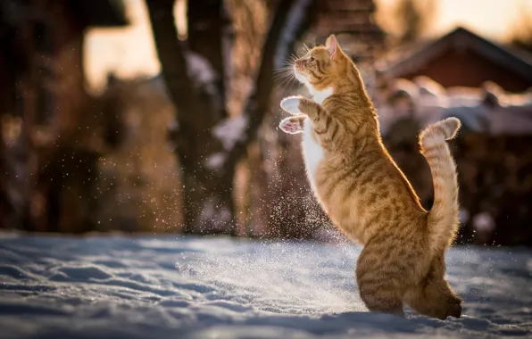 Зима, кот, снег, рыжий, котэ, на задних лапах