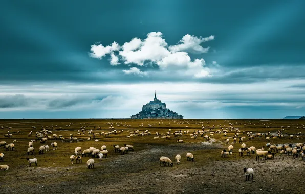 Природа, овцы, Mont St Michel