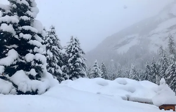 Природа, Снег, Nature, Snow, Зимний Лес, Winter Forest, Снежные Деревья, Snowy Trees