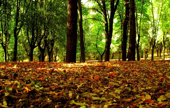 Wood, autumn, leaf