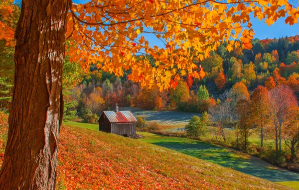 Картинка осень, лес, деревья, сарай, Вудсток, Vermont, Вермонт, Woodstock
