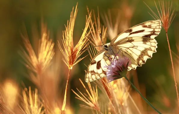 Картинка цветок, трава, макро, свет, природа, бабочка