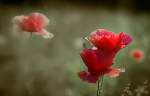 Лето, природа, маки