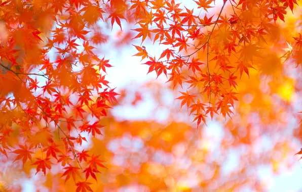 Осень, листья, японский клен