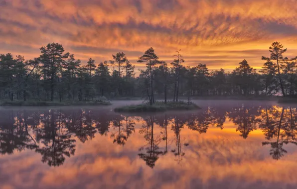 Картинка деревья, закат, озеро, отражение, Швеция, Sweden, Dawn, Knuthöjdsmossen Wetland