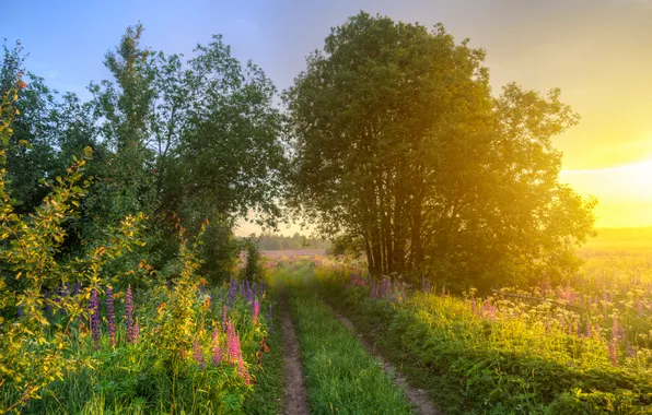 Лето, солнце, деревья, закат, цветы, природа, фото, Эдуард Гордеев
