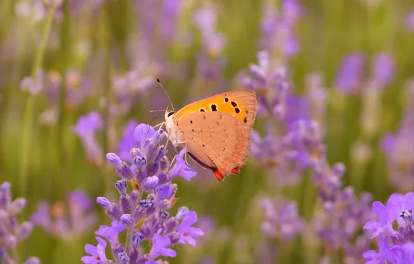 Картинка Макро, Бабочка, Лаванда, Lavender, Macro, Butterfly