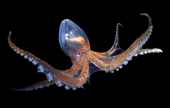 Картинка осьминог, черный фон, octopus, black background, атлантический океан, atlantic ocean