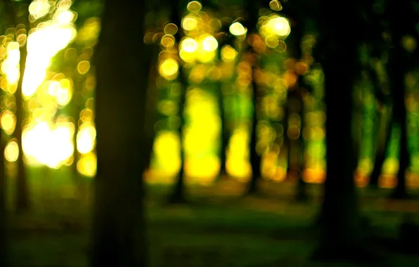 Картинка лес, солнце, макро, деревья, природа, widescreen, обои, размытие