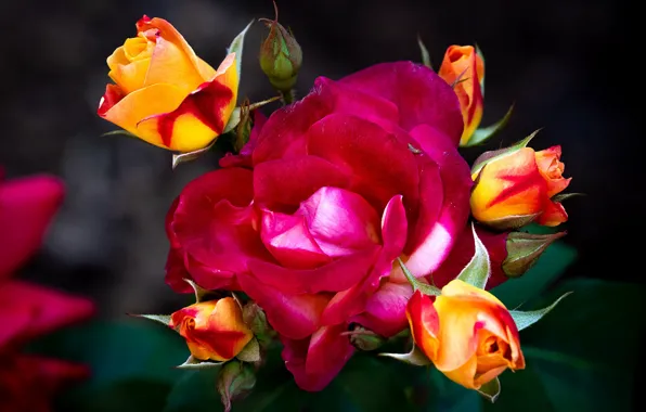 Цветы, фон, розы