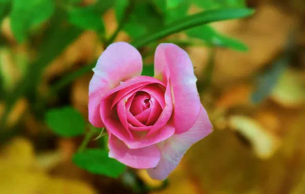 Боке, Bokeh, Розовая роза, Pink rose
