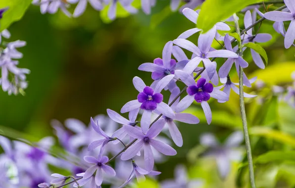 Листья, цветы, ветка, цветение, сиреневые, боке, лиана, петрея