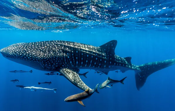 Картинка под водой, Западная Австралия, Western Australia, Whale shark, Китовая акула, Ningaloo Reef, риф Нингалу