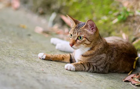 Дорога, кошка, кот, взгляд, морда, природа, поза, лежит