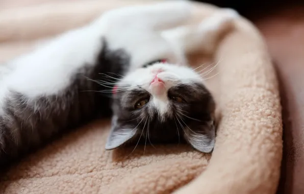 Кошка, кот, взгляд, поза, котенок, отдых, лежит, мех