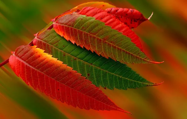 Картинка осень, листья, макро, листва