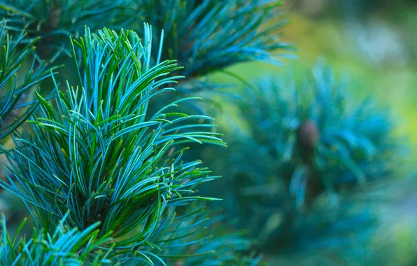Green, pine, twig