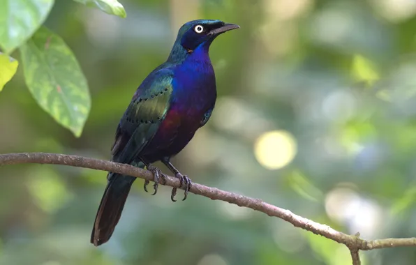 Картинка лес, листья, ветки, птица, живая природа, скворцовые