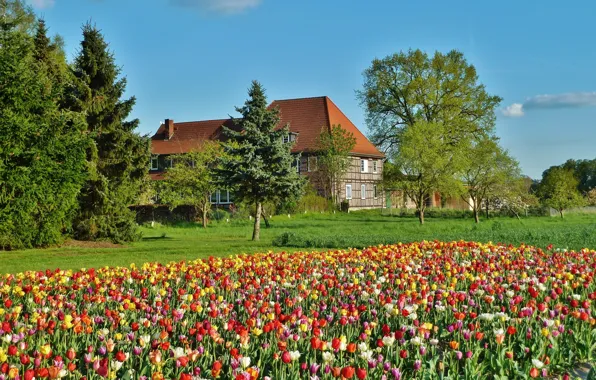 Картинка поле, дом, весна, Тюльпаны, field, tulips, spring