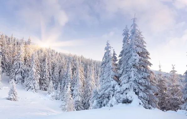 Картинка зима, лес, солнце, снег, рассвет, ёлки, сопки