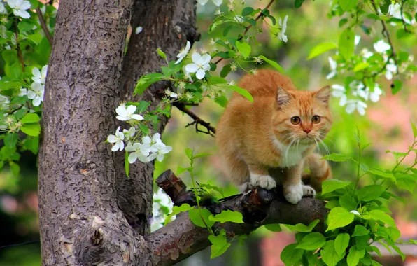 Кошка, кот, дерево, весна, рыжая, цветение, на дереве, коты прилетели