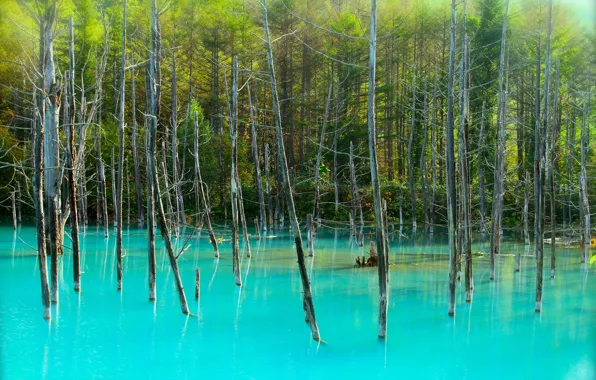 Картинка лес, деревья, озеро, стволы, голубое