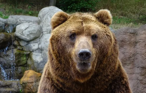 Картинка взгляд, морда, портрет, медведь, зоопарк