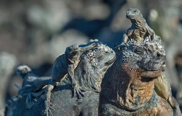 Эквадор, пресмыкающееся, Галапагосские острова, морская игуана