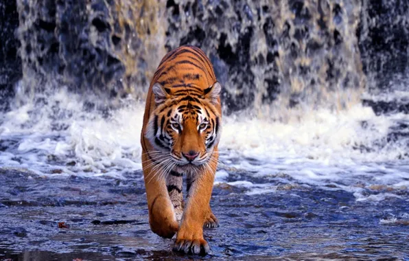 Tiger, big, cat, walk, feline