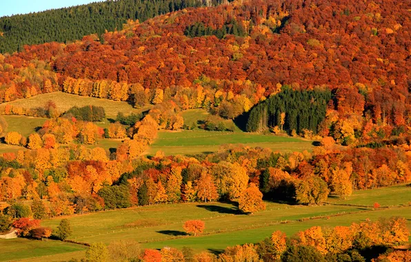 Картинка осень, лес, деревья, горы, склон