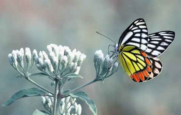 Картинка Orange, Flower, Black, White, Yellow, Butterfly, Leaves, Stalk