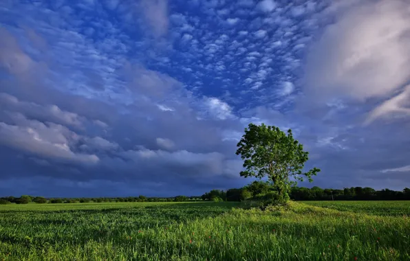 Картинка поле, облака, природа, дерево