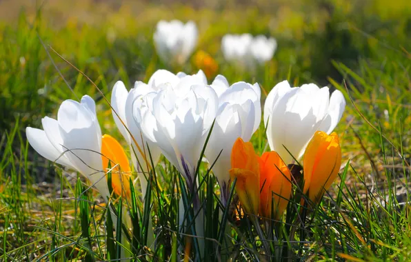 Flower, spring, crocus