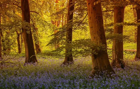 Лес, деревья, цветы, Англия, колокольчики, England, Северный Йоркшир, North Yorkshire