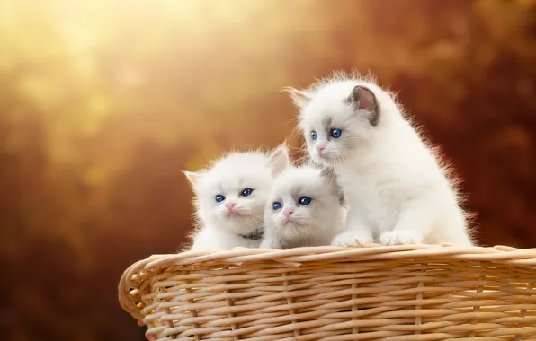 Осень, кошка, взгляд, свет, кошки, природа, поза, котенок