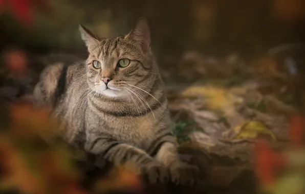 Кошка, кот, серый